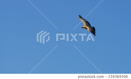 Vulture bird in flight over canyon Gorges du Verdon, Provence in France Vulture bird in flight over canyon Gorges du Verdon, Provence in France 139369306