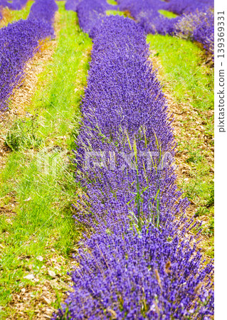 Lavender fields stretch across the landscape in vibrant rows during springtime in rural France 139369331