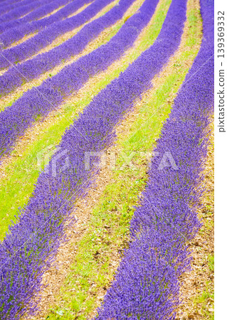 Lavender fields stretch across the landscape in vibrant rows during springtime in rural France 139369332