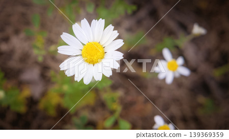 A chamomile field with the rays of the sun. A chamomile field with the rays of the sun. 139369359