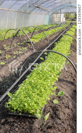 Organic vegetable cultivation in a polytunnel, selective focus. Organic vegetable cultivation in a polytunnel, selective focus. 139369667