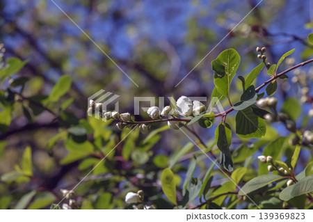 A branch of Crataegus almaatensis with buds of white spring flowers on a blurred green background A branch of Crataegus almaatensis with buds of white spring flowers on a blurred green background 139369823