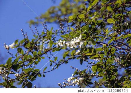 A branch of Crataegus almaatensis with buds of white spring flowers against a bright blue sky A branch of Crataegus almaatensis with buds of white spring flowers against a bright blue sky 139369824