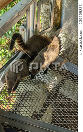 Group of South American coatis, Nasua, in Iguazu National Park, Misiones Province, Argentina Group of South American coatis, Nasua, in Iguazu National Park, Misiones Province, Argentina 139369828
