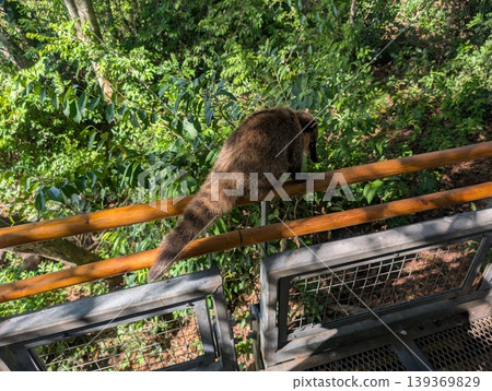 A South American coati, Nasua, in Iguazu National Park, Misiones Province, Argentina A South American coati, Nasua, in Iguazu National Park, Misiones Province, Argentina 139369829