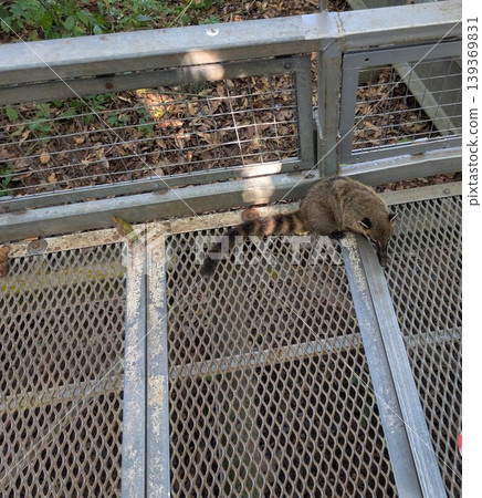 A South American coati, Nasua, on a tourist bridge in Iguazu National Park, Argentina A South American coati, Nasua, on a tourist bridge in Iguazu National Park, Argentina 139369831