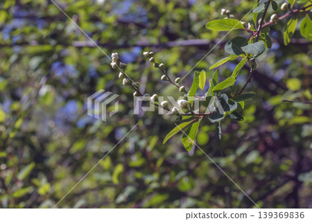Branch of Crataegus almaatensis with buds of white spring flowers Branch of Crataegus almaatensis with buds of white spring flowers 139369836