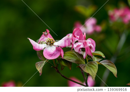Flower tree Flower tree 139369916