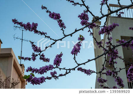 Judas Tree flowers grow on branches in Greece. Spring season brings magenta blossoms to Mediterranean landscape during sunny day with blue sky background. Judas Tree flowers grow on branches in Greece. Spring season brings magenta blossoms to Mediterranean landscape during sunny day with blue sky background. 139369920