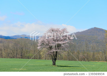  Cherry blossoms and blue sky 139369934