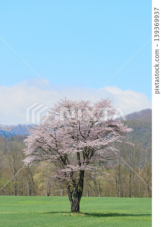  Cherry blossoms and blue sky 139369937