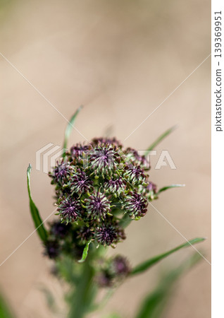 Fox thistle (Kitsuneazami) 139369951