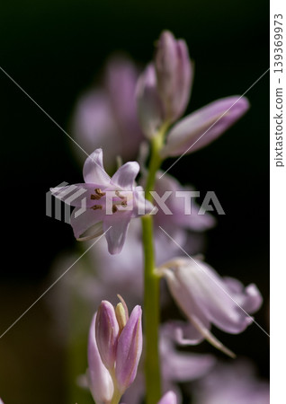Bell Daffodil Bell Daffodil 139369973