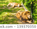兩隻獅子在樹蔭下休息：動物園裡一個寧靜的下午。 139370350