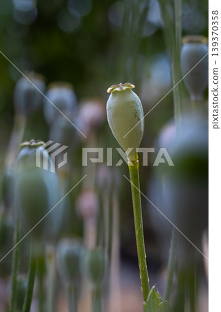 Close-up of a green poppy seed pod with a blurred background of more pods 139370358