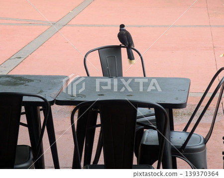 A colorful Cyanocorax chrysops, also known as the Crested Jay, perched on a chair at an outdoor cafe A colorful Cyanocorax chrysops, also known as the Crested Jay, perched on a chair at an outdoor cafe 139370364
