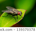 Flea 139370378