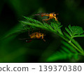 Honeybee-like fly 139370380