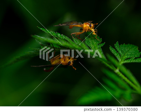 Honeybee-like fly Honeybee-like fly 139370380