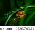 Honeybee-like fly 139370381