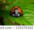 Ladybird 139370382