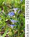 Blue flowers of Halluintou 139370430