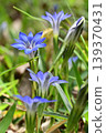 Blue flowers of Halluintou 139370431