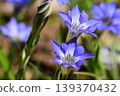 Blue flowers of Halluintou 139370432