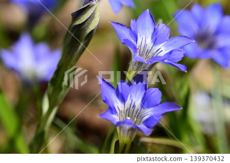 Blue flowers of Halluintou Blue flowers of Halluintou 139370432