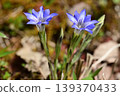 Blue flowers of Halluintou 139370433