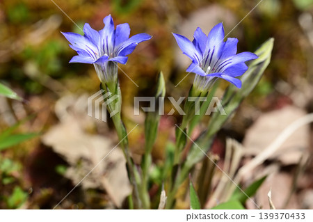 Blue flowers of Halluintou 139370433