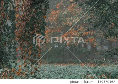 low light foggy misty morning in park wood land autumn environment natural space low light foggy misty morning in park wood land autumn environment natural space 139370462