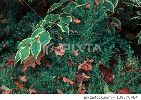 moody leaves floral garden green foliage close up view moody leaves floral garden green foliage close up view 139370464