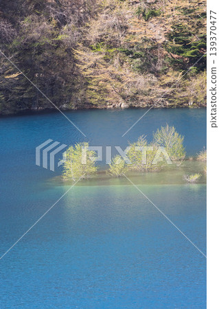 大島湖水下森林 大島湖水下森林 139370477
