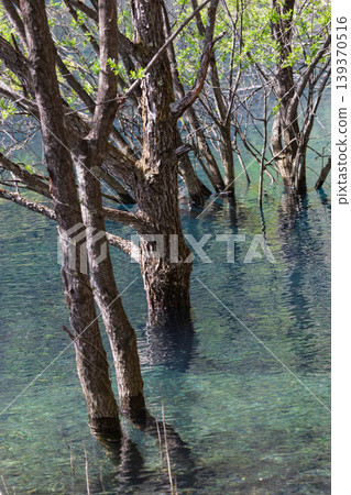 Fresh green Lake Okushima, Nakanojo Town, Gunma Prefecture 139370516