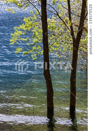 Fresh green Lake Okushima, Nakanojo Town, Gunma Prefecture Fresh green Lake Okushima, Nakanojo Town, Gunma Prefecture 139370520