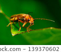 Seboscope 139370602