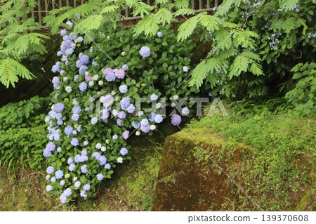 Shasui Falls (Yamashita Town, Ashigarakami District, Kanagawa Prefecture) - Hydrangeas blooming along the Takizawa River Shasui Falls (Yamashita Town, Ashigarakami District, Kanagawa Prefecture) - Hydrangeas blooming along the Takizawa River 139370608