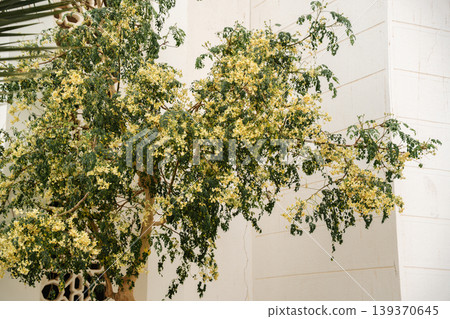 Flowering moringa tree moringa oleifera with small yellow white blossoms growing in mosque courtyard near decorative wall. Islamic landscape and ornamental plant Flowering moringa tree moringa oleifera with small yellow white blossoms growing in mosque courtyard near decorative wall. Islamic landscape and ornamental plant 139370645