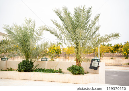 Date palm trees Phoenix dactylifera planted in a landscaped area near a mosque with low wall greenery and outdoor lighting fixtures. Urban landscaping, plants, environment Date palm trees Phoenix dactylifera planted in a landscaped area near a mosque with low wall greenery and outdoor lighting fixtures. Urban landscaping, plants, environment 139370650