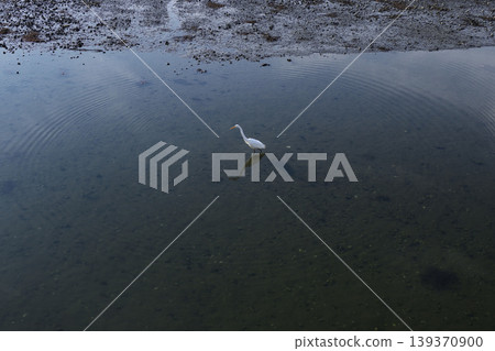 Egrets search for prey in the Yatsu tidal flats at low tide. 139370900