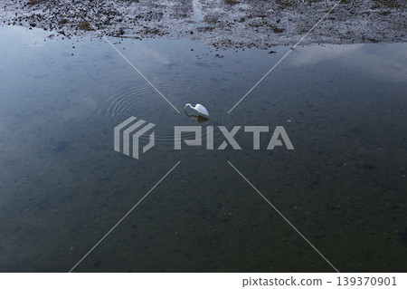 Egrets search for prey in the Yatsu tidal flats at low tide. Egrets search for prey in the Yatsu tidal flats at low tide. 139370901