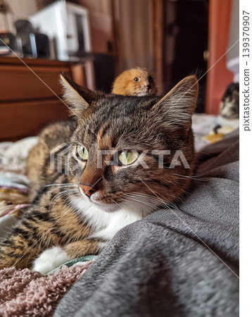 Cat and kitten resting on a bed in a bedroom. A small kitten sits on the cat's head. 139370907
