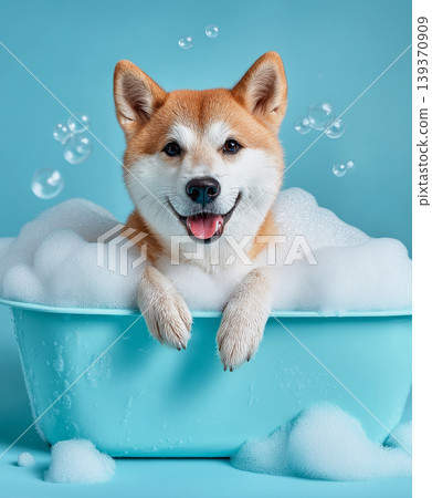 Shiba Inu puppy sits in a blue bathtub. Bubbles rise around the smiling dog. 139370909