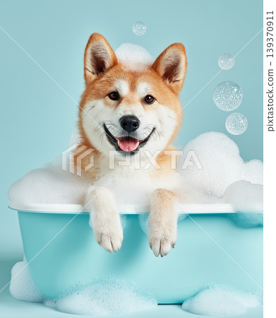 Corgi in a blue tub enjoys a bubbly bath. Bright bubbles rise around the happy pup. 139370911