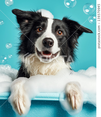 Border collie enjoys a bubble bath in a blue bathtub. Bright bubbles frame the happy dog. Border collie enjoys a bubble bath in a blue bathtub. Bright bubbles frame the happy dog. 139370945