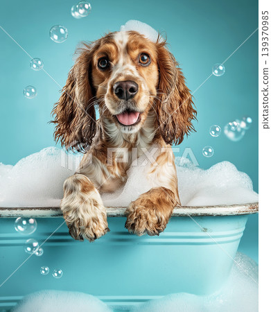 Cocker Spaniel sits in a blue bathtub with bubbles. Bright lighting highlights the cheerful dog at bath time. Cocker Spaniel sits in a blue bathtub with bubbles. Bright lighting highlights the cheerful dog at bath time. 139370985