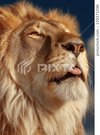 Lion gazes toward blue sky. Golden mane glows in sunlight. Lion gazes toward blue sky. Golden mane glows in sunlight. 139371096