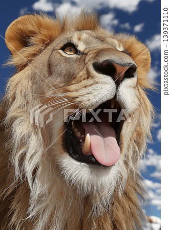 Lion close up with mouth open against blue sky. Open mouth reveals sharp teeth and pink tongue. Lion close up with mouth open against blue sky. Open mouth reveals sharp teeth and pink tongue. 139371110