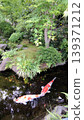 Elegant swimming carp 139371212